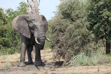 Afrikanischer Elefant / African elephant / Loxodonta africana
