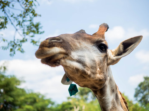 A closeup photo of a Giraffa camelopardalis Giraffe's head in Asia with green blurry background