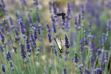 lavender flower field