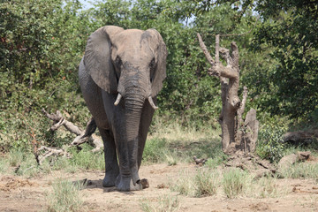 Afrikanischer Elefant / African elephant / Loxodonta africana