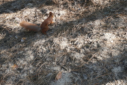 squrrel on road