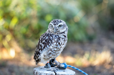 owl on branch