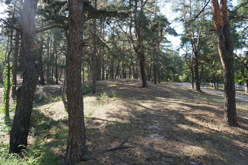 path in the forest