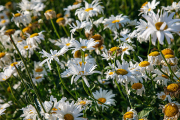 Chamomile Field Flowers Border. Beautiful Nature Scene floral