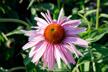 Echinacea flower