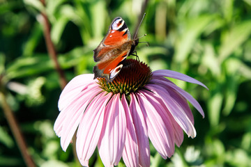 The European Peacock (Aglais io) Butterfly on a purple Echinacea cone flower