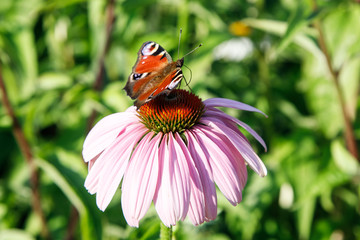 The European Peacock (Aglais io) Butterfly on a purple Echinacea cone flower