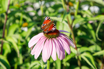 The European Peacock (Aglais io) Butterfly on a purple Echinacea cone flower