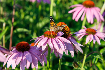 Butterfly ( Latin-Vanessa atalanta ) on a purple Echinacea cone flower