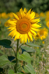 New yellow sunflower on the season meadow