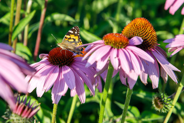 Butterfly ( Latin-Vanessa atalanta ) on a purple Echinacea cone flower