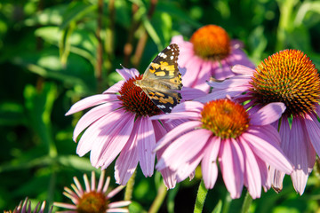 Butterfly ( Latin-Vanessa atalanta ) on a purple Echinacea cone flower