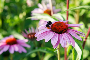 Echinacea flower