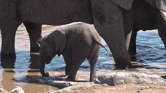 Little baby elephant bathes in a pond.