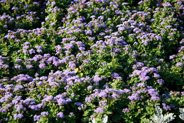 Blue ageratum