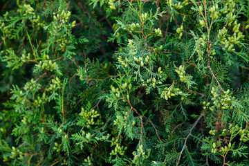 Juniper Branches green natural texture