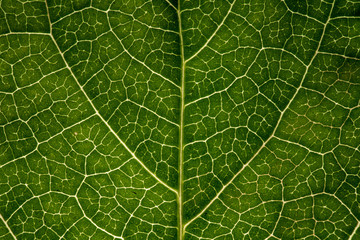 macro texture details of green leaf vine