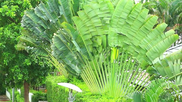 traveller tree large leaves grow in the garden and protect the sun and shade