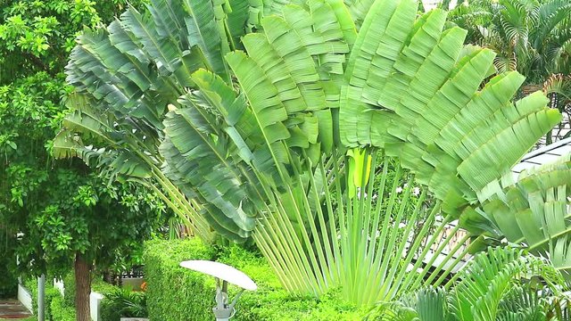 traveller tree large leaves grow in the garden and protect the sun and shade1