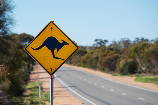 Australian Road Sign With Picture Of A Kangaroo On Rural Country Highway