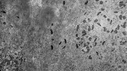 Herd of Bison or American Buffalo in high plains field in Utah, aerial view