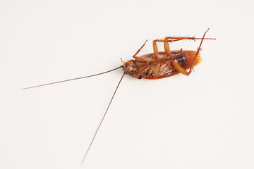 Dead cockroach supine upside down isolated on white with space for text with white background 