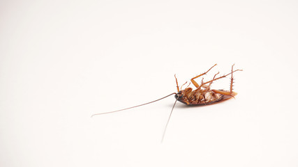 Dead cockroach supine upside down isolated on white with space for text with white background 