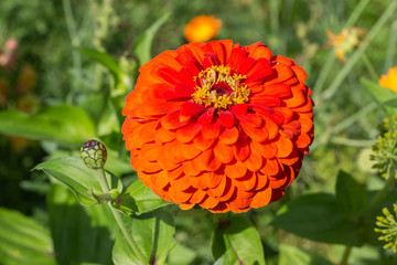Blooming red scarlet Zinnia elegans dahliaeflora, flower garden decoration. Inflorescence like...