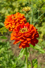 Two large red flowers of Zinnia elegans dahliaeflora with green leaves, vertical. Flower garden decoration, ornamental annual plant