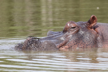 Flußpferd / Hippopotamus / Hippopotamus amphibius