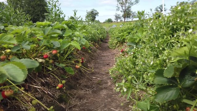 First strawberries bloom during harvest season, color graded