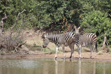 Obraz premium Steppenzebra / Burchell's zebra / Equus burchellii