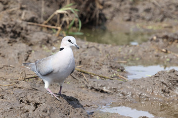 Fototapeta premium Kapturteltaube / Cape turtle dove / Streptopelia capicola