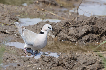Kapturteltaube / Cape turtle dove / Streptopelia capicola