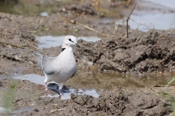 Kapturteltaube / Cape turtle dove / Streptopelia capicola