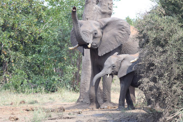 Fototapeta premium Afrikanischer Elefant / African elephant / Loxodonta africana
