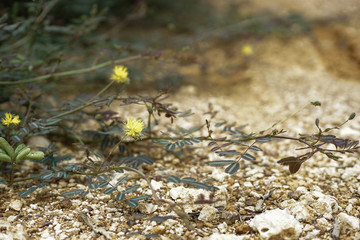 Closeup blossom yellow flowers of sensitive plant on arid ground