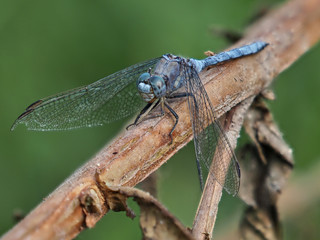 Old male of blue dragonfly (Orthetrum chrysostigma (Burmeister, 1839)), perched in a bush beside a river, near Xativa, Spain
