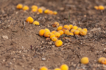 Ripe apricots on the ground in summer sunset