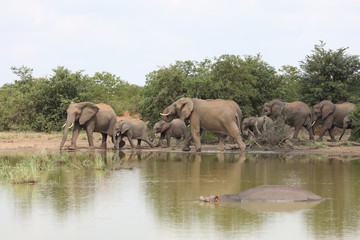Afrikanischer Elefant / African elephant / Loxodonta africana