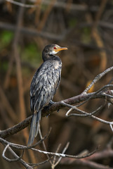 Reed Cormorant - Microcarbo africanus, beautiful cormorant from African sea coasts and mangroves, La Somone, Senegal.