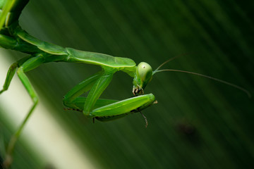 praying mantis on a leaf in home garden