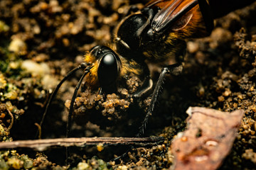 mud daubers making home underground