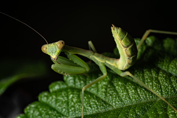 praying mantis on a leaf in home garden
