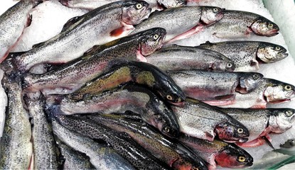 Obraz premium gutted trout on ice 