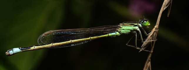 damselfly on green leaf