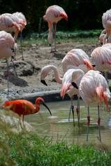 Pink flamingos Phoenicopteridae bonaparte foraging in the water together with reb ibis or eudocimus.