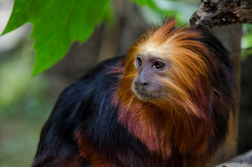 Golden Headed Lion Tamarin close up in his habitat. Monkey with red hair and black fur.