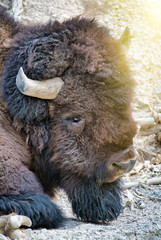 Fototapeta premium Close up of a Bison in Yellowstone National Park