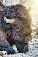 Close up of a Bison in Yellowstone National Park